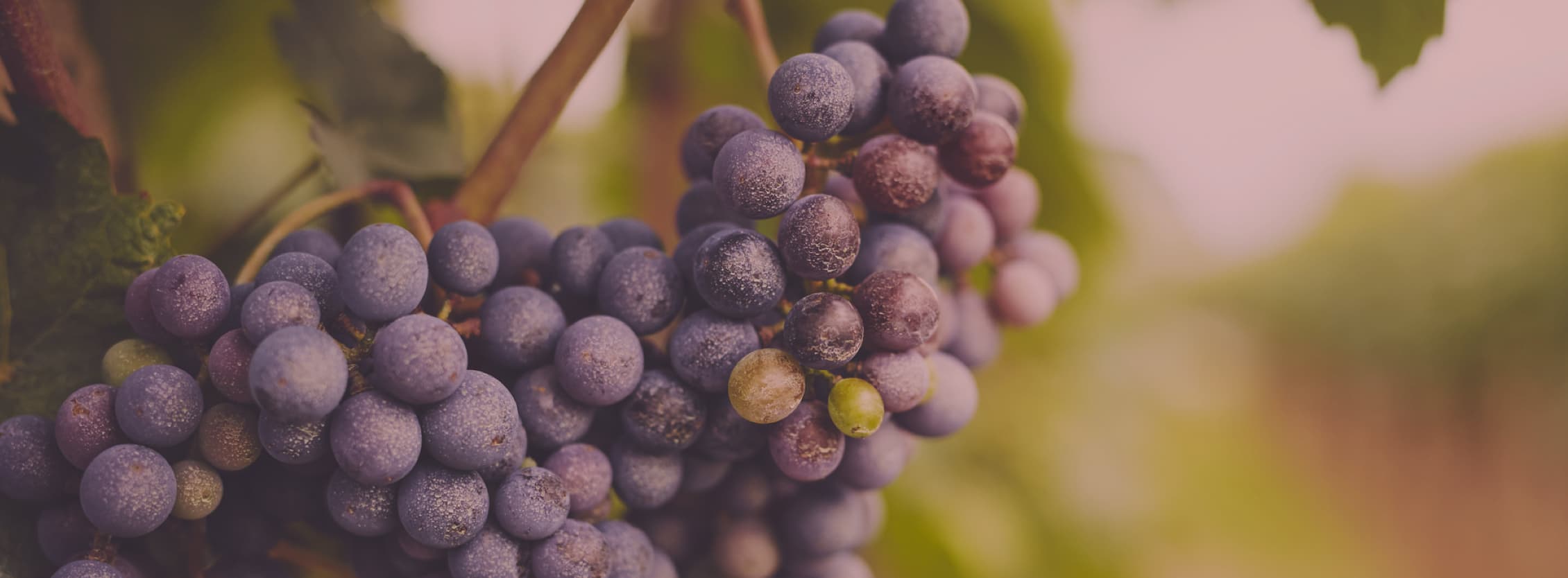 RLV Fine Wine Harvest 2020